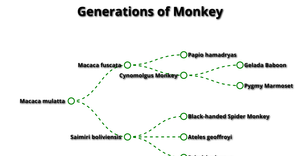 4 Generations Monkey ICE-8