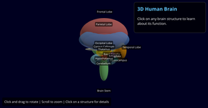 Brain Structure 