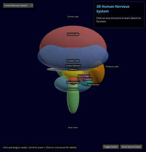 Fork of  Brain Structure Interactive Explaining Functions of the different parts of the brain