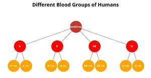 Family Tree by using html