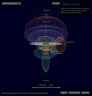 Fork of Spinal cord and Nerves