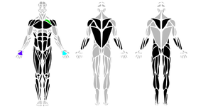 Fork of Muscles