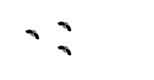 Fly