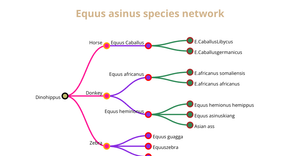 Tree chart for Equus asinus species