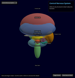 Spinal cord and Nerves