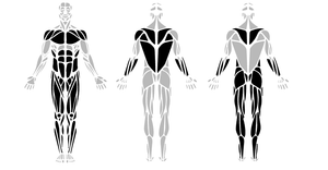Fork of Muscles