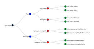 Fork of Tree Example