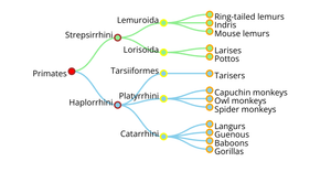 Tree chart for monkey species