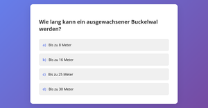 Svelte Starter: Quiz Template