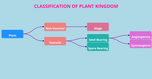 ICE-8 Tree_Plant Kingdom (Dhanusree Kodali)