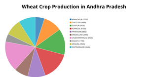 Andhra Pradesh Wheat Crop Production