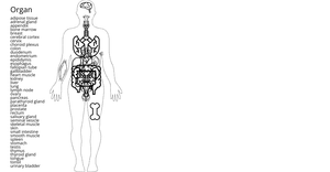 Body with Organs