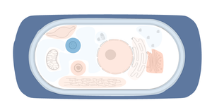 Protein Localization Visualization