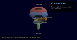 Brain Structure 