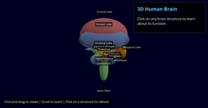 Brain Structure 