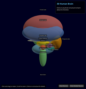 3D Brain Structure Interactive